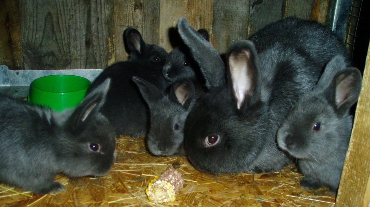 Как содержать кроликов породы венский голубой?