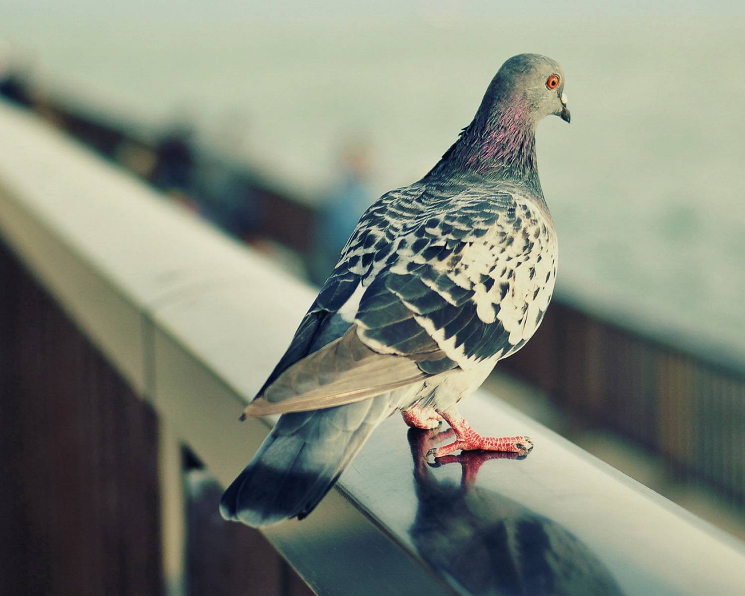 Как избавиться от голубей на балконе, подоконнике или крыше
