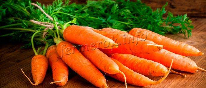 Морковь тушон - характеристики сорта | огородовед