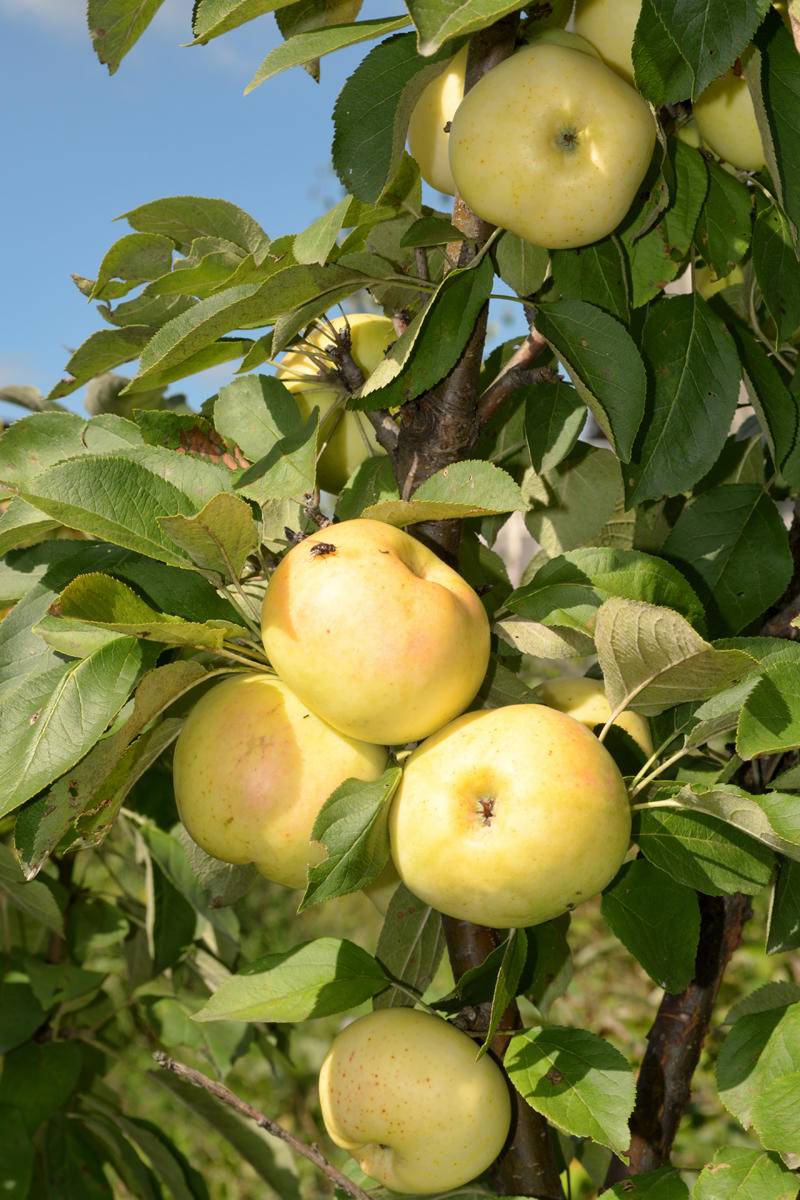 Колоновидная яблоня: фото и описание сортов, посадка,уход и формирование колоновидных яблонь
