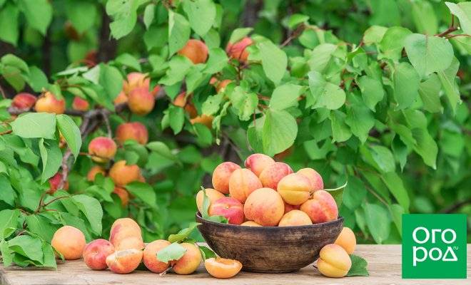 Самоплодные абрикосы: особенности и характеристики сортов