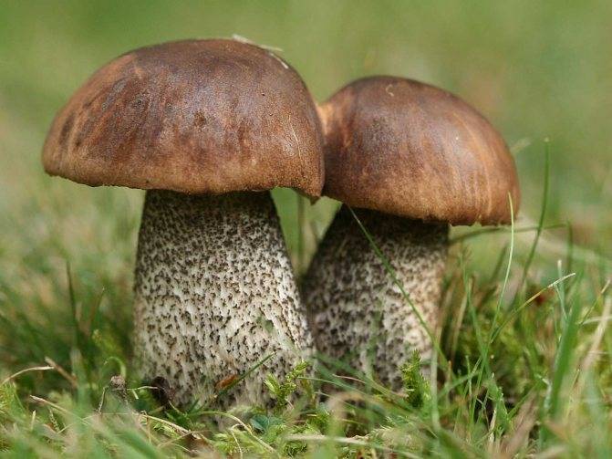 Микориза – симбиоз гриба и растения