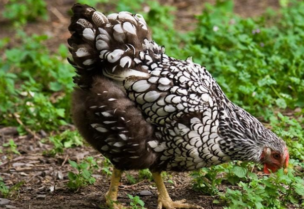 О породе кур виандот: описание и характеристика, как отличить пол цыпленка
