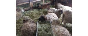 Содержание и кормление овец в зимний период