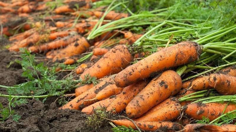Чем и как подкормить морковку в августе, чтобы она была сладкая