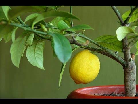 Уход за лимонным деревом в домашних условиях и особенности сортов