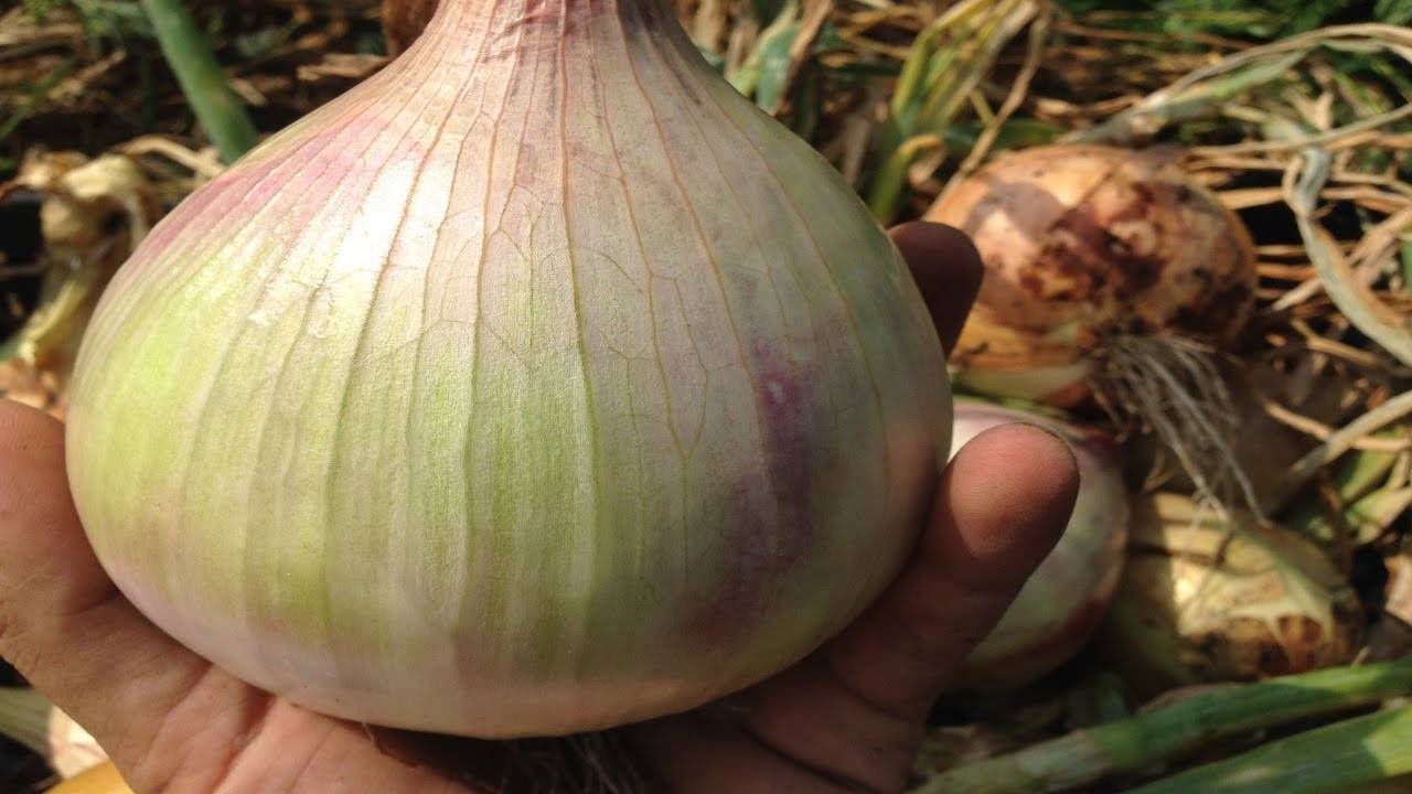 Лук эксибишен – выращивание из семян, когда сажать, как правильно поливать, удобрять и пикировать