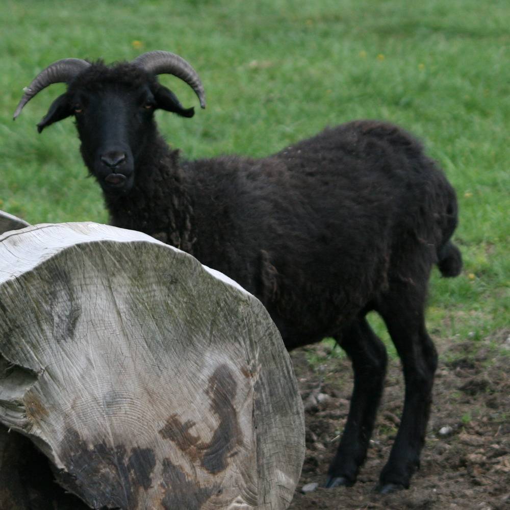 Карачаевская овца