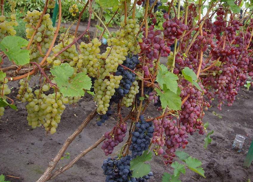 Утепление винограда перед зимой