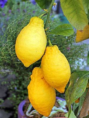 Лимон — польза и вред, состав, калорийность, содержание полезных веществ. как вырастить лимон в домашних условиях, рецепты приготовления блюд