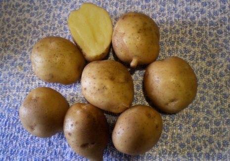 Описание картофеля свитанок киевский