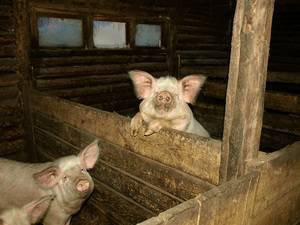 Разведение свиней: выращивание в домашних условиях для начинающих