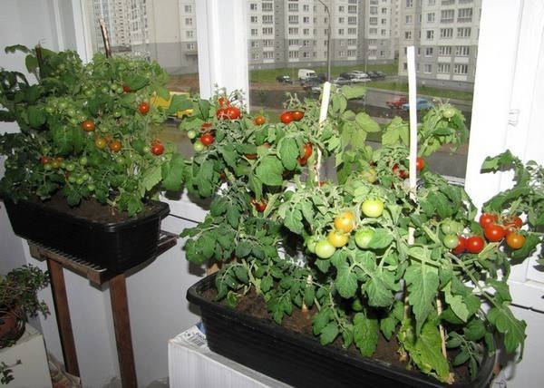 Помидоры на балконе: выращивание в пластиковых бутылках томатов черри