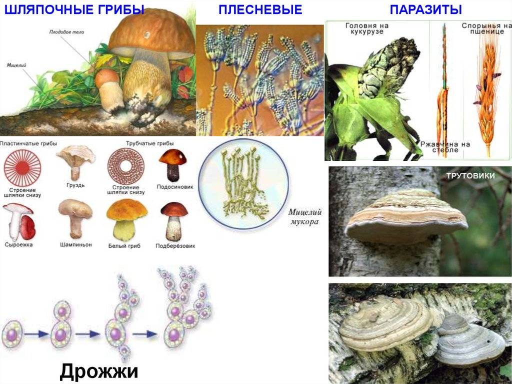 Описание грибов-сапротрофов