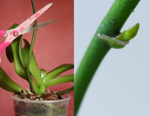 Детка на цветоносе орхидеи - что делать, чтобы её получить и как отделить от материнского растения: фото, как отсадить появившийся росток и определить, что он прижился