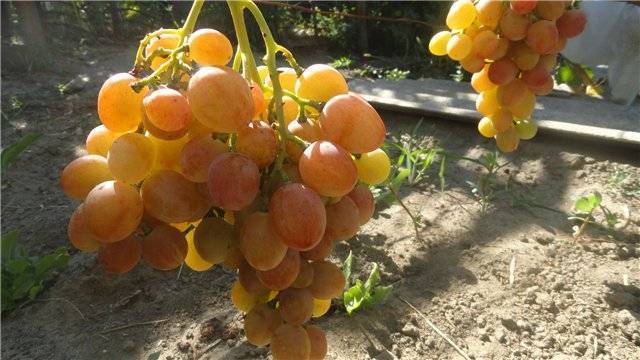 Подробное описание винограда сорта "анюта"