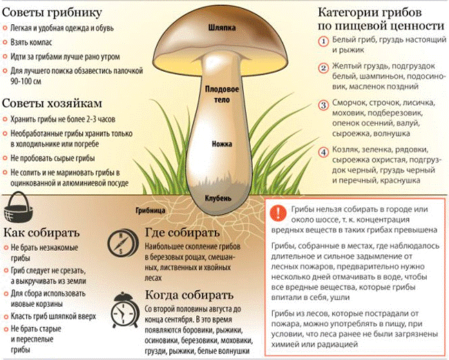 Мифы vs факты. можно ли собирать грибы в високосный год?