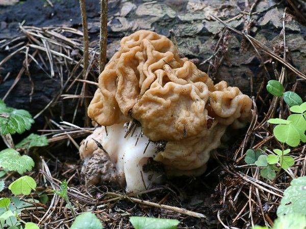 Самые интересные факты о грибах. интересные грибы мира