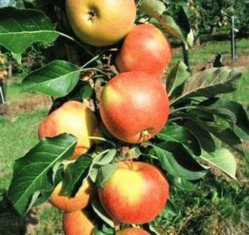 Колоновидные яблони: описание и характеристика сорта, в том числе в сибири + фото и отзывы