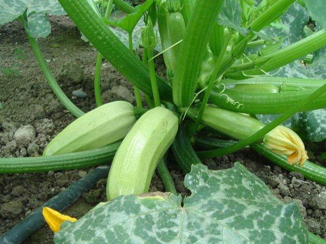 Кабачок искандер f1: описание сорта, выращивание и уход