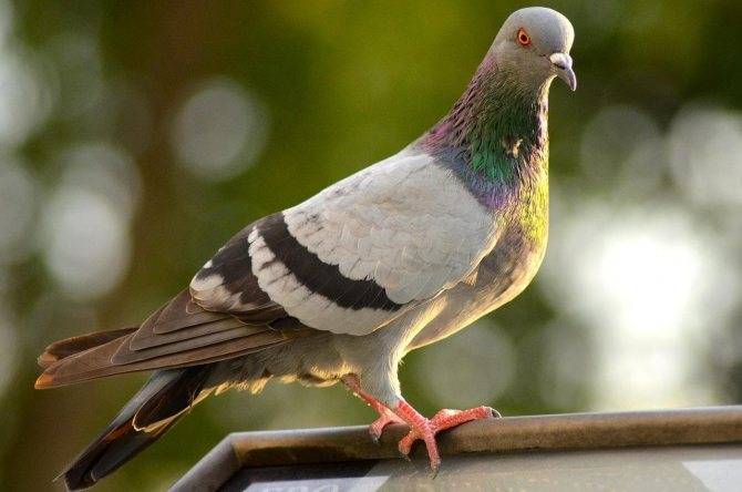 Приметы про мертвого голубя: увидеть на балконе, дороге, улице