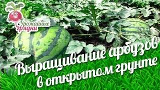 Выращивание арбузов в открытом грунте, в том числе как правильно ухаживать за растениями, а также особенности в украине, забайкалье, башкирии, на кубани и в других регионах