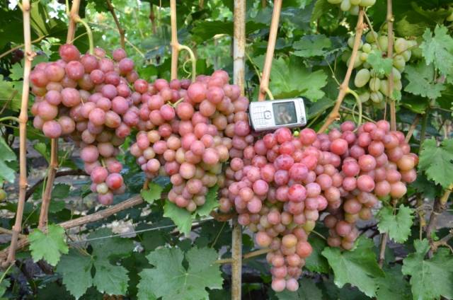 Виноград дюжина - описание особенностей и характеристики сорта