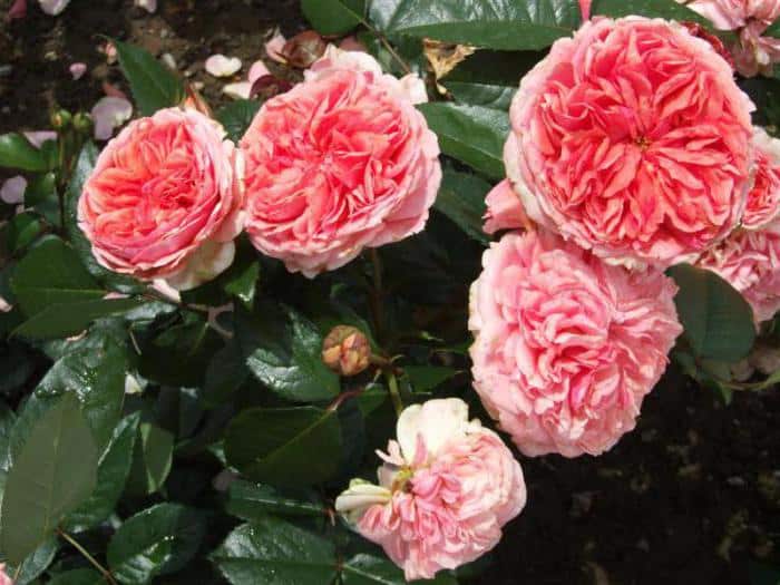 Роза чиппендейл – история, описание и особенности сорта