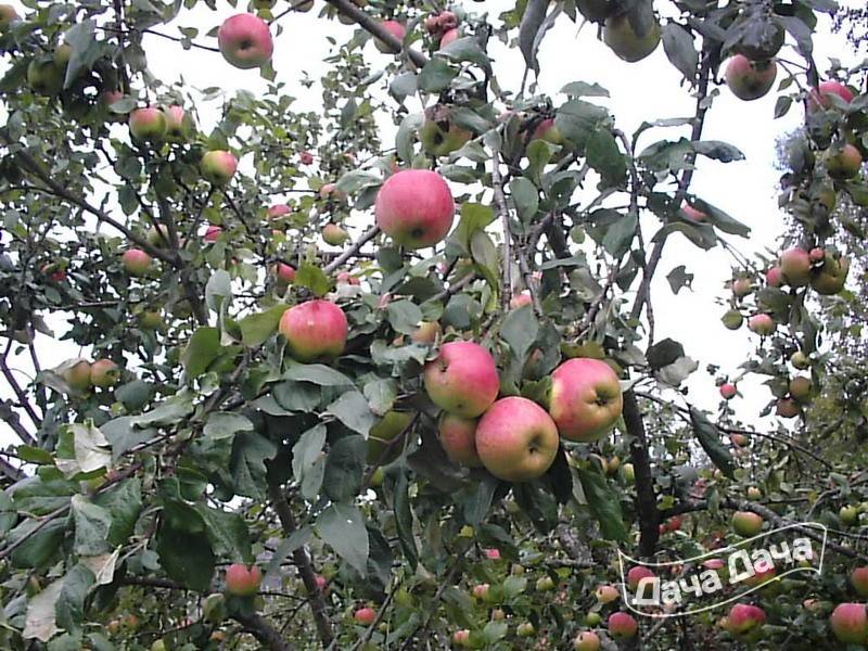 Сорт яблони осенняя радость