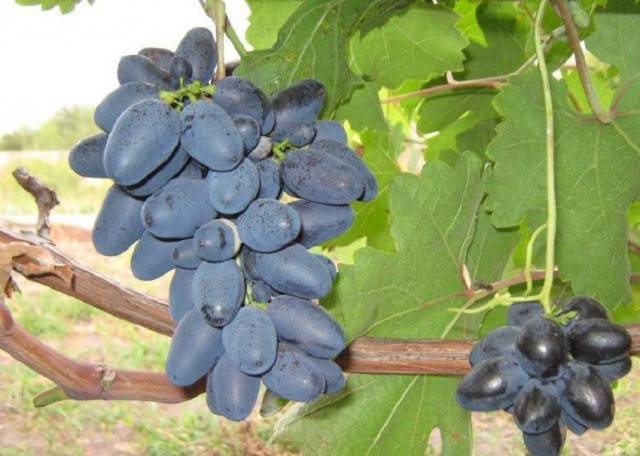 Виноград "атос": описание сорта, фото, отзывы
