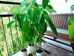 Как вырастить авокадо из косточки в домашних условиях: пошаговая инструкция с фото и видео