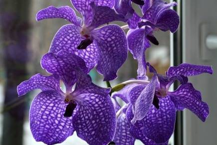 Орхидея ванда - выращивание и фото | сажаем сад