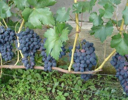 Виноград забава - мир винограда - сайт для виноградарей и виноделов