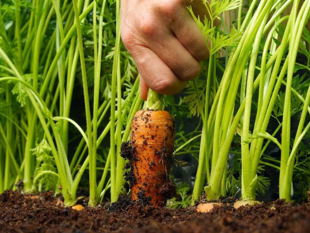 Сорта сладкой и сочной моркови | вырасти сад!