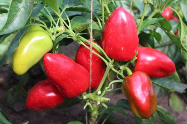 Сладкий перец для сибири: лучшие сорта, когда и как сажать на рассаду, выращивание в открытом грунте и теплице, уход