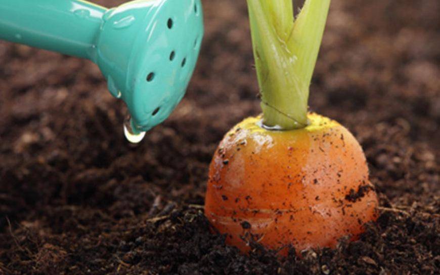 Раскрываем хитрости огородников: как сеять морковь чтобы быстро взошла