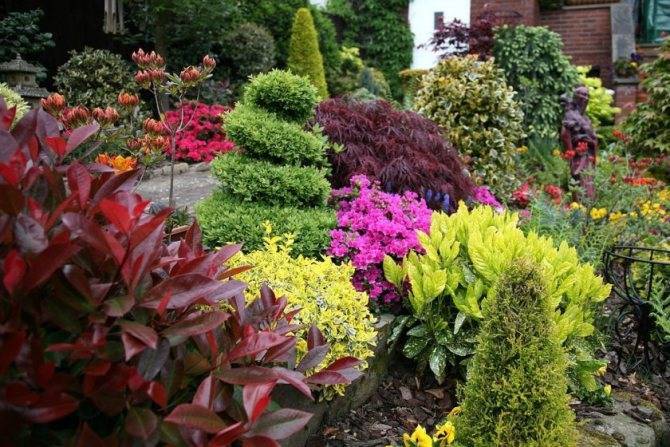Цветущие деревья и декоративные кустарники для сада