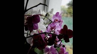 Как посадить семена орхидеи из китая: что из них вырастает и как правильно ухаживать за заказанными с алиэкспресса?