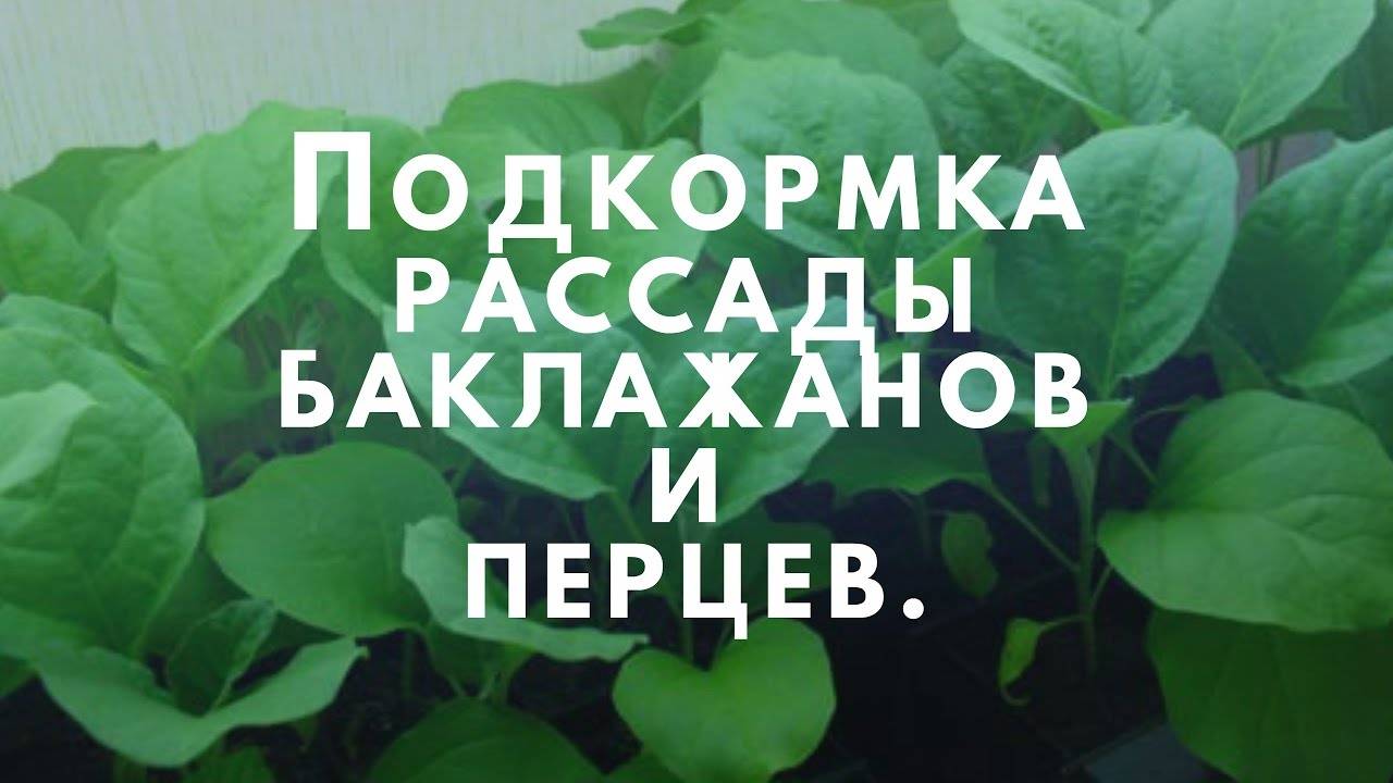 Подкормка рассады баклажан. Подкормка рассады перца. Подкормка баклажанов. Удобрение для рассады баклажанов и перцев.