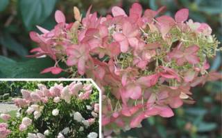 Гортензия пинк леди (hydrangea paniculata pink lady) — описание