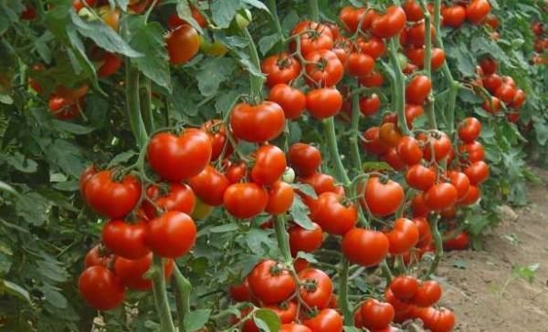 Как правильно пасынковать помидоры: фото и пошаговая инструкция