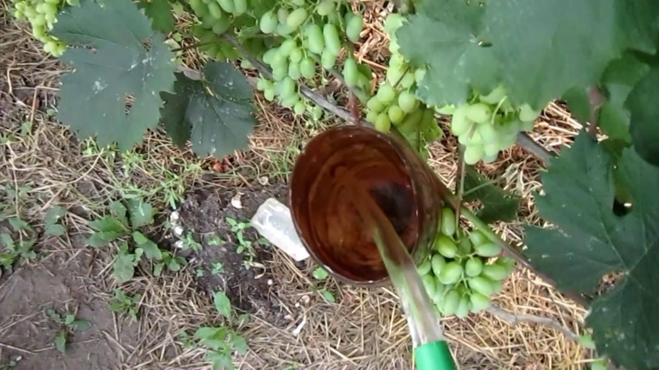 Особенности посадки, полива и подкормки винограда весной и летом
