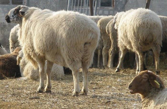 Как содержать овец курдючной породы?