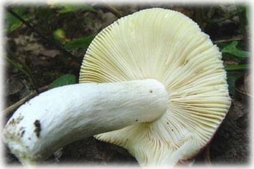 Самые ранние съедобные грибы – список, описание, фото и видео  - «как и почему»