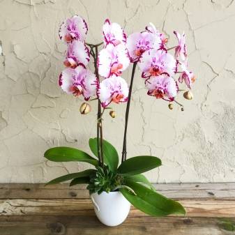 Болезни орхидей фаленопсис: их лечение, фото, уход до и после реанимации, и чем помочь корням, иным частям в домашних условиях, как спасти от вредителей этот цветок? русский фермер