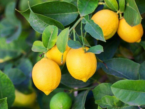 Как привить лимон в домашних условиях чтобы он плодоносил (+фото и видео материалы)