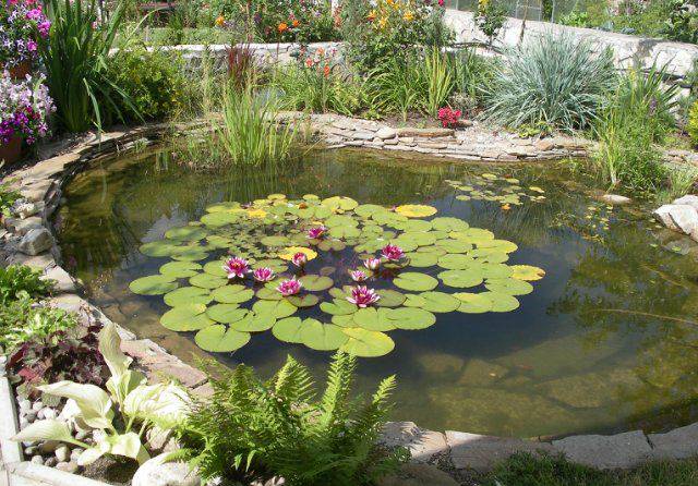 Растения для пруда водные - какие купить на дачу: названия растений