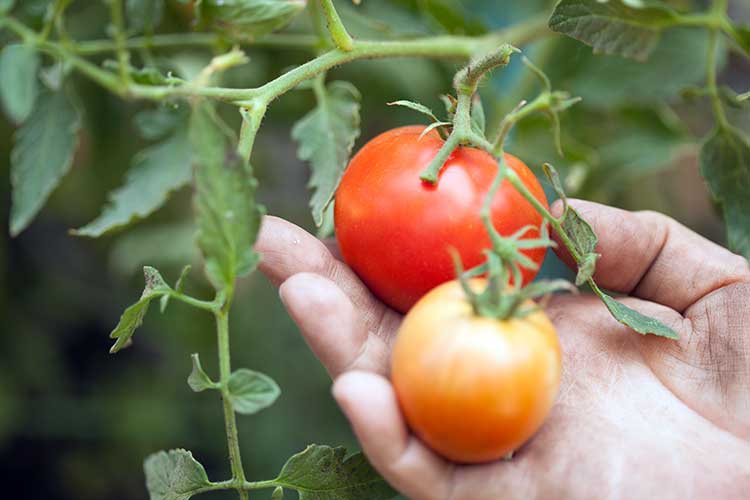 Ускоряем созревание помидор в открытом грунте и теплице, особенности полива томатов в этот период