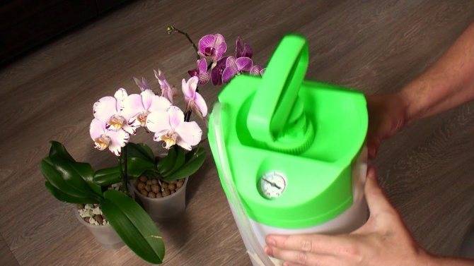 Чудо природы – фиолетовые орхидеи. описание, фото, рекомендации по выращиванию