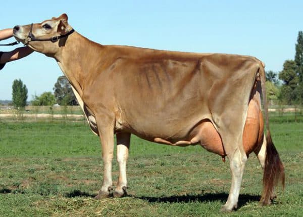 Мини-коровы (28 фото): описание карликовых пород. как называется порода самых маленьких быков и коров?